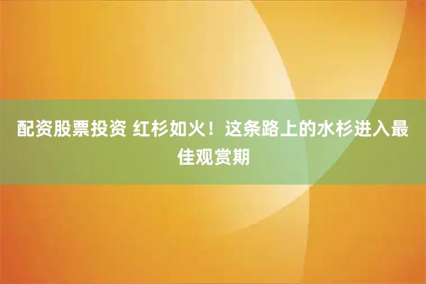 配资股票投资 红杉如火！这条路上的水杉进入最佳观赏期